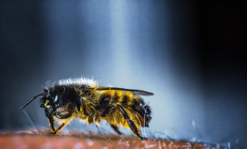 différence entre guepes et abeilles